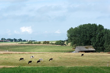 Fototapeta premium élevage bovins dans la campagne normande