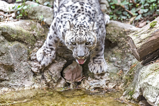 leopardo delle neve