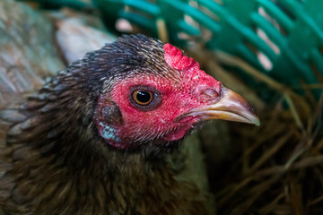 Chicken.