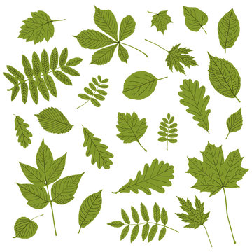 Collection of green leaf silhouette on white background