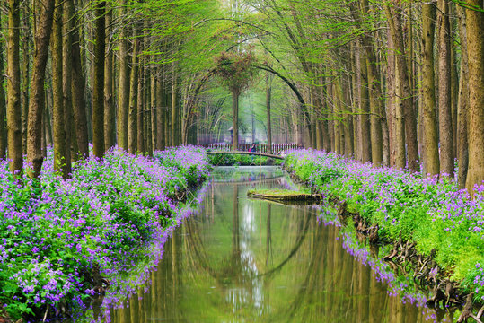 Water Cedar tree forest in spring in Xinghua,JiangSu,China