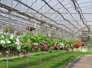 Hanging baskets filled with colorful Vinca flowers in a greenhouse