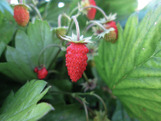 Berry of strawberry macro