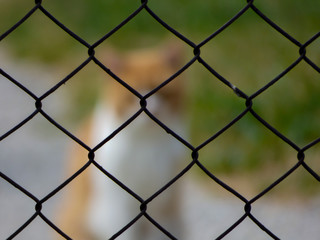 Fototapeta premium cat?