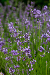 Lavande