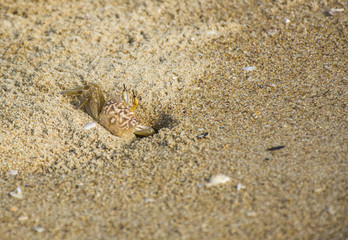 Sand Crab 