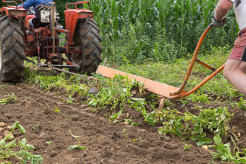 Culture de pommes de terre