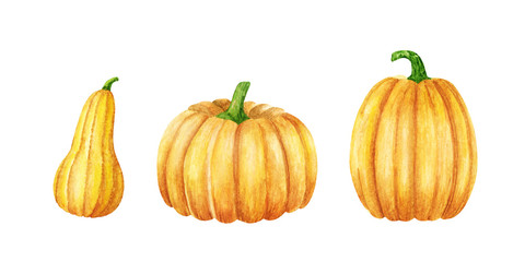 Orange Pumpkin. Watercolor illustration. Autumn harvest plant. Halloween symbol