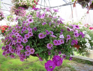 Hanging baskets filled with colorful Petunia flowers
