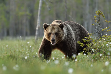 Big brown bear walking in the bog at summer