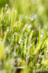 Fototapeta premium Green grass in the dew on the nature