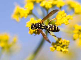 Wasp on yellow flower in nature