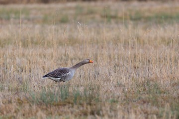 one gray goose (anser anser) standing in reed grassland
