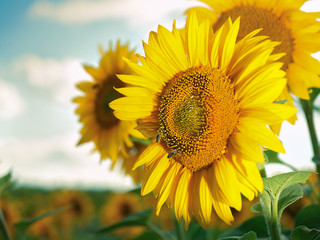 Naklejka premium Sunflower on the field beauty rural backgrounds for your design