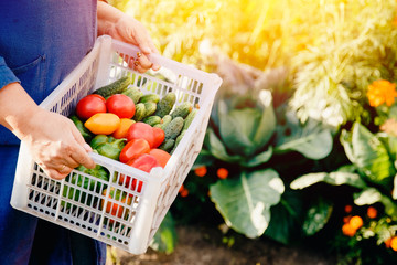 Close-up of a farmer holding a basket of a box of vegetables: green cucumbers, red and yellow tomatoes, peppers, chili peppers. Concept harvesting in autumn, eco-farm. Blick light and sun.