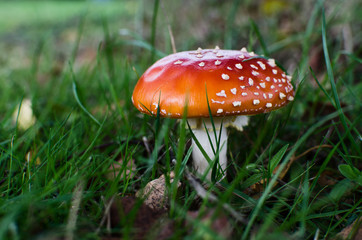 Mushroom