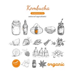 Kombucha homemade tea collection. Vector hand drawn illustration. Isolated objects on white