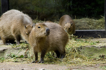Wasserschwein