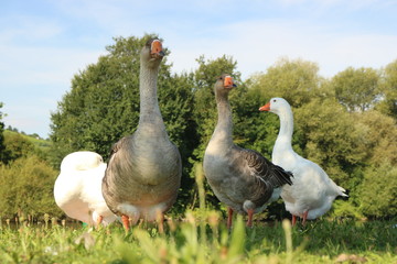 Gänse am natürlichen Fluss