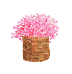 Pink flowers in a basket, Hand painted watercolor illustration isolated on white background.