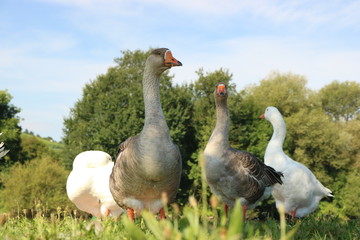 Gänse am natürlichen Fluss