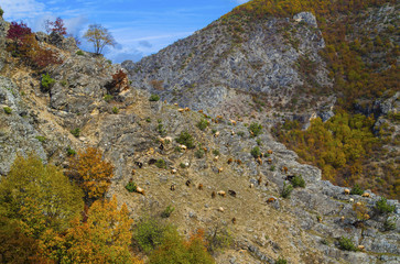 Beautiful landscape with goats in the mountain