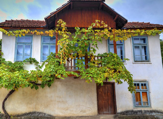 Facade of stylish old house decorated with fresh green vine