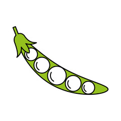 Flat line peas with hint of color over white background vector illustration