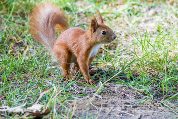 Naklejka na ściany i meble little furry squirrel on grass in the park