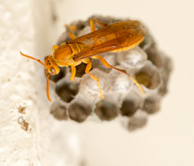 The wasp sits on an aspen