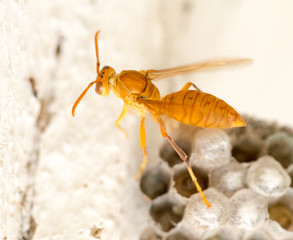 The wasp sits on an aspen