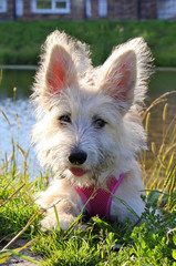 Portrait of furry white puppy in a park near to the lake.