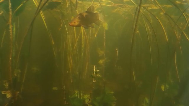 Freshwater fish tench under water