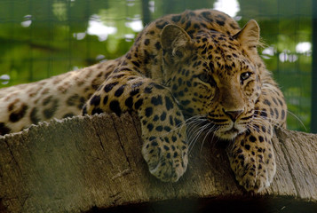 Leopard