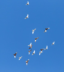 A flock of pigeons on a blue sky