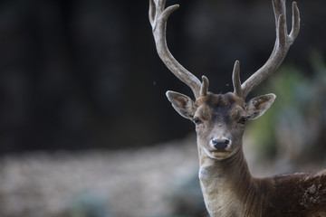 Biche