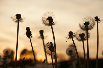 Silhouettes of dandelions on background of a sunset, close-up.