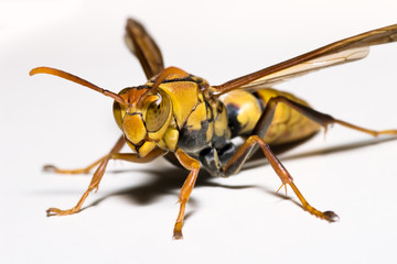 Close up of a Paper Wasp of the genus Polistes family Vespidae, against a white background in Taiwan.