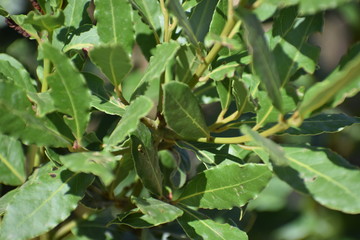  Bay leaf