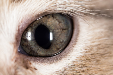The eye of a small kitten . macro