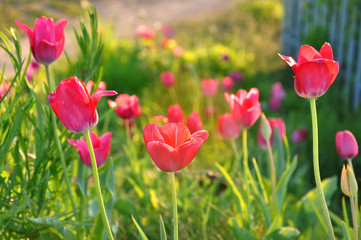Many red blooming tulips closeup.