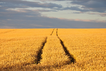 Golden wheat field in perspective with traces of machine.