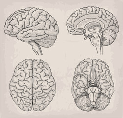Anatomical Brain human illustration. Medicine, Vector illustration poster. Anatomical high detailed. Medical study front back top view side sign info graphics banner