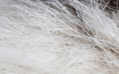 The wool of a small kitten as a background