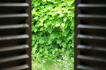 Semi-open dark wooden shutters close-up and view of the green summer garden with grape. Selective focus.