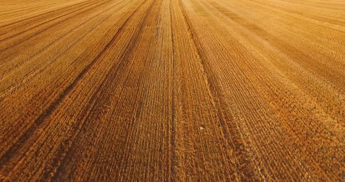 Flight over the field, oats, view of haystacks, view from height.
