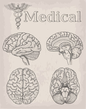 Anatomical Brain organ illustration. Medicine, Vector illustration poster. Anatomical high detailed tattoo art. Medical study cadeus sign info graphics banner