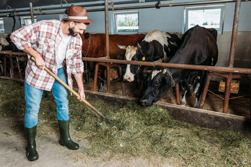 man with forks feeding cows