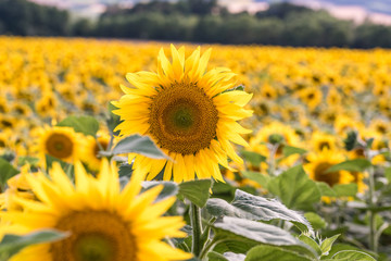 Champ de tournesols, Moselle, France