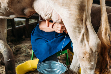 farmer milking cow - obrazy, fototapety, plakaty